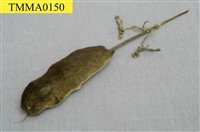 藏品(臺灣森鼠)的圖片